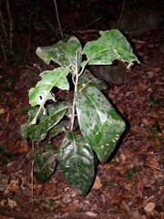 Coccoloba diversifolia