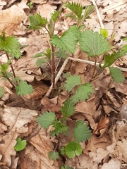 Urtica dioica dioica