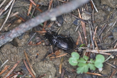 Abax parallelepipedus