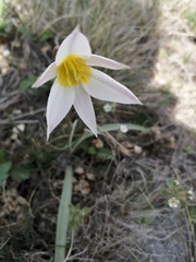 Tulipa patens