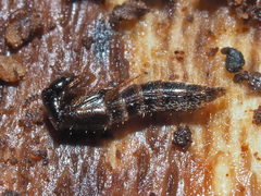 Gabrius splendidulus