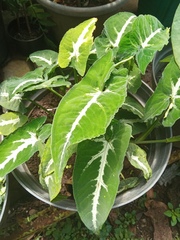 Syngonium wendlandii