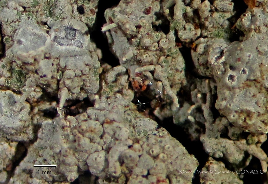 Reimnitzia
