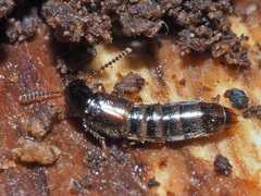 Gabrius splendidulus