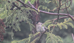 Pyrrhula murina