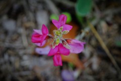 Tephrosia lindheimeri