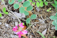Tephrosia lindheimeri