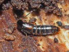Gabrius splendidulus