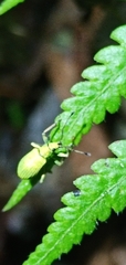 Cyphicerini