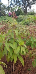 Dissotis princeps