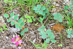 Tephrosia lindheimeri