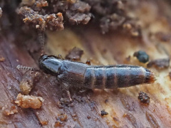 Gabrius splendidulus
