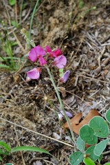 Tephrosia lindheimeri