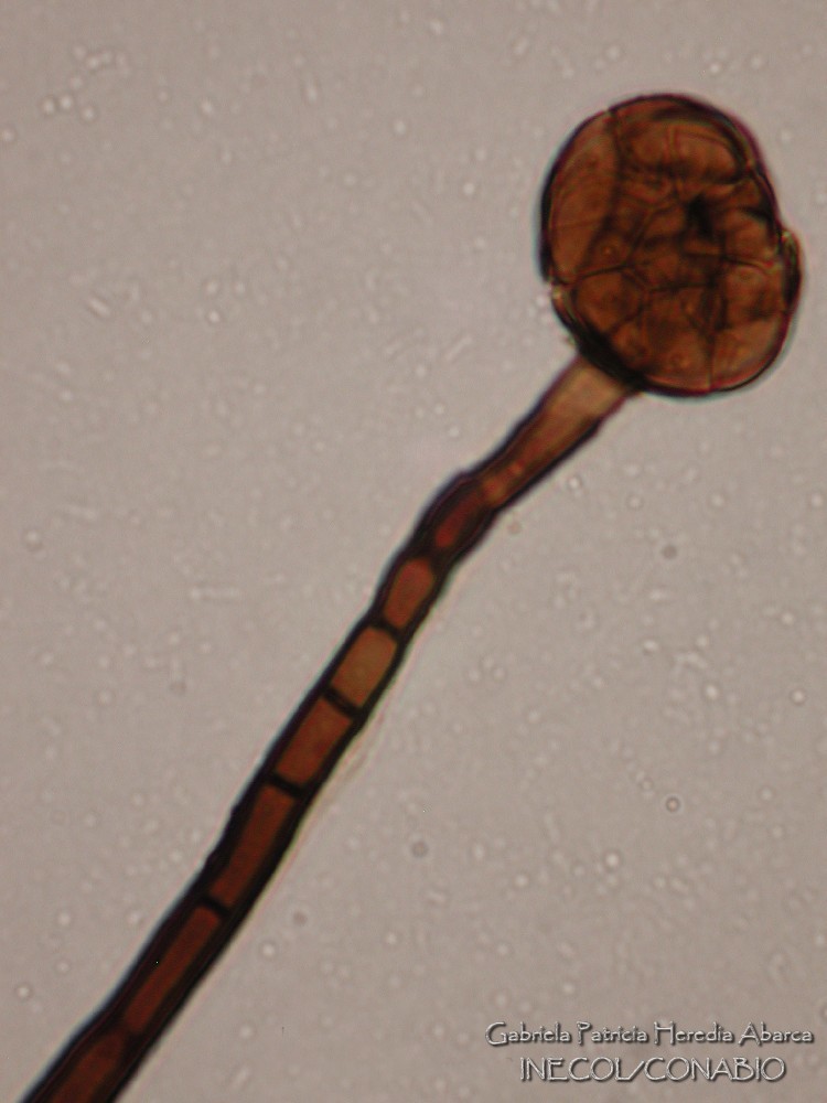 Junewangia queenslandica