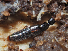 Gabrius splendidulus