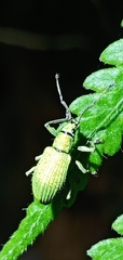 Cyphicerini