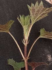 Urtica dioica dioica