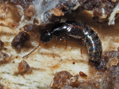 Gabrius splendidulus