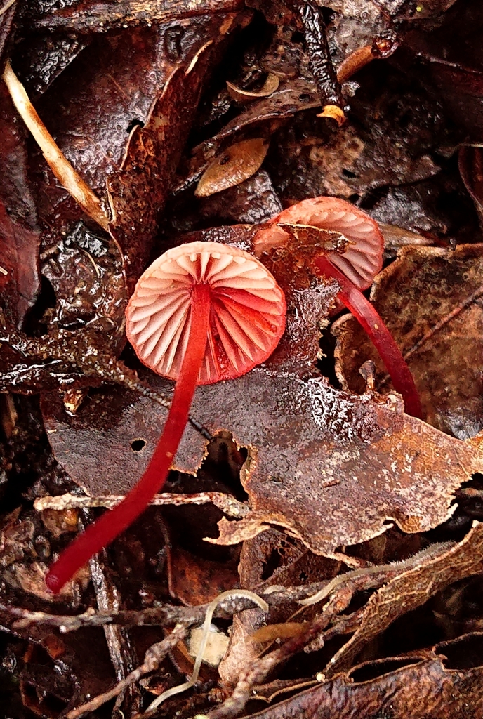 Mycena ura