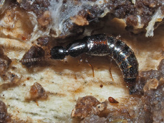 Gabrius splendidulus