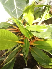 Chlorophytum orchidastrum