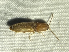 Dolerosomus silaceus
