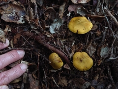 Cortinarius canarius