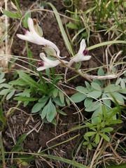 Corydalis schanginii