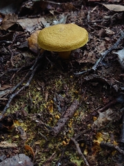 Cortinarius canarius