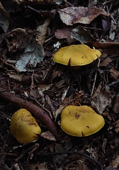 Cortinarius canarius