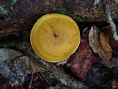 Cortinarius canarius