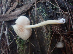 Entoloma albidosimulans
