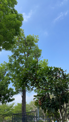 Dicrurus macrocercus