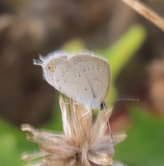 Cupido comyntas texana