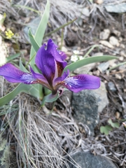 Iris glaucescens