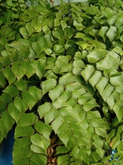 Adiantum peruvianum