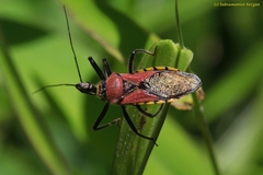Rhynocoris segmentarius