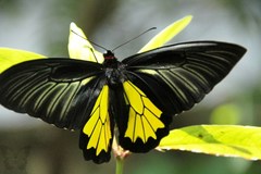 Troides minos