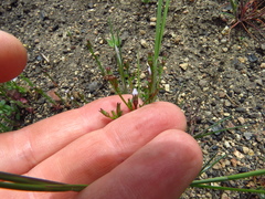 Ravenella angustiflora
