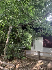 Quercus myrsinifolia