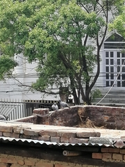 Columba livia domestica