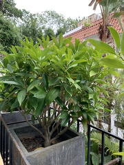 Magnoliopsida