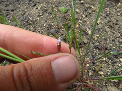 Ravenella angustiflora