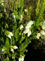 Erica physodes