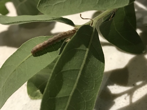 iNaturalist observation photo of Chloridea
