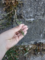 Veronica hederifolia