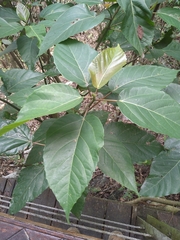 Ficus variegata garciae