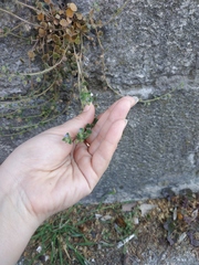 Veronica hederifolia