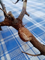 Hierodula transcaucasica