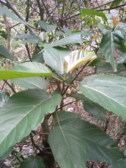 Ficus variegata garciae